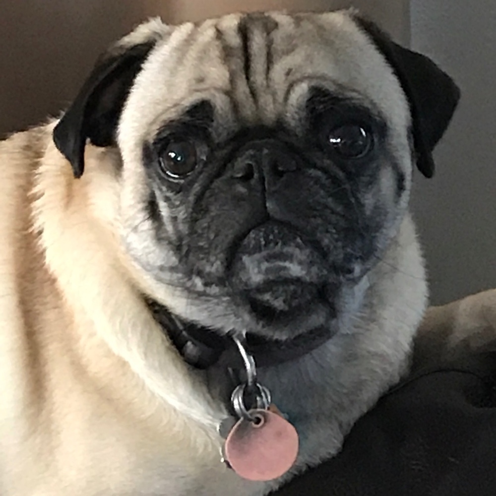 Meet your Posher, Donald